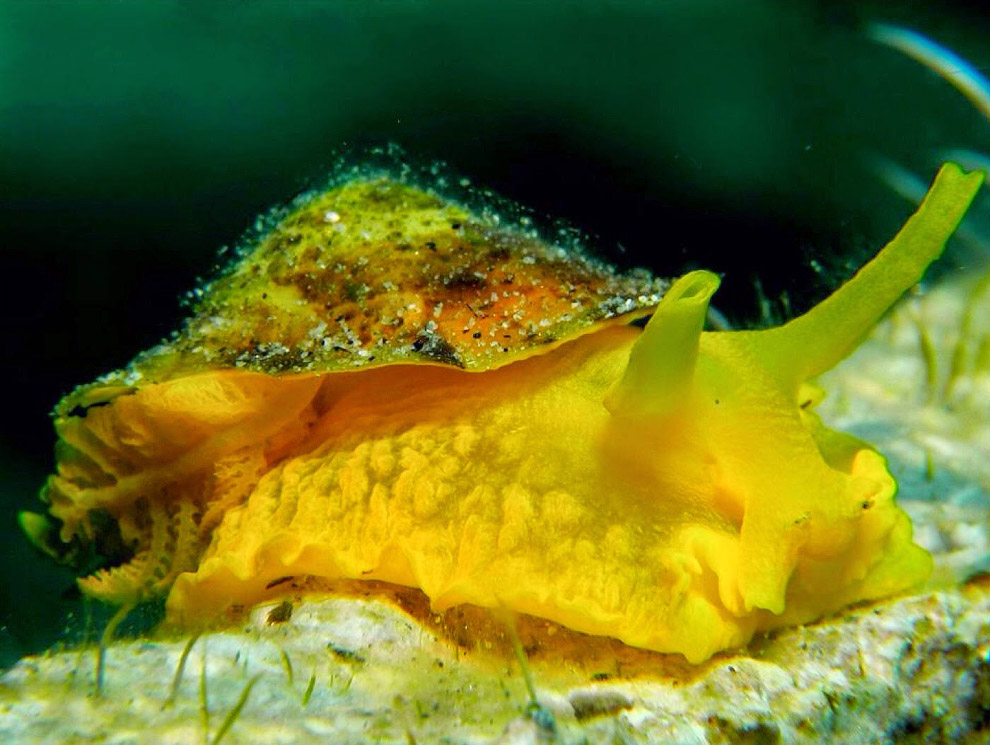 Позитивные жители моря Позитивные жители моря