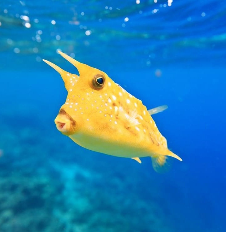 Позитивные жители моря Позитивные жители моря
