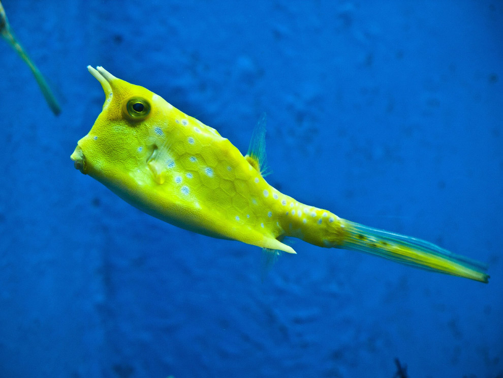 Позитивные жители моря Позитивные жители моря