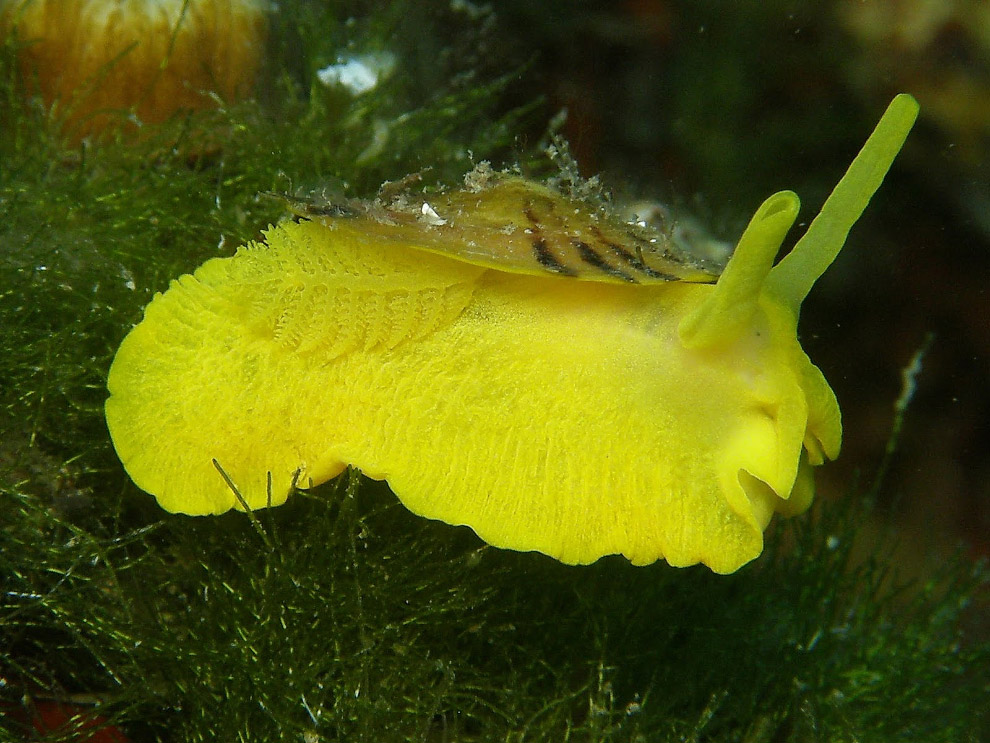 Позитивные жители моря Позитивные жители моря