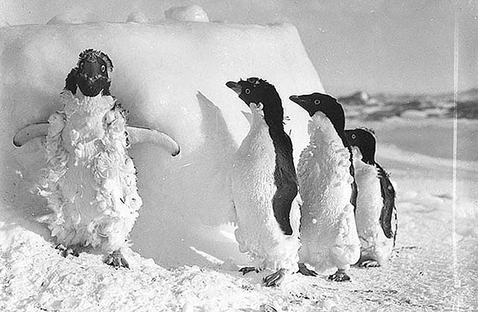 Самые впечатляющие фотографии Антарктиды начала 20 века Самые впечатляющие фотографии Антарктиды начала 20 века