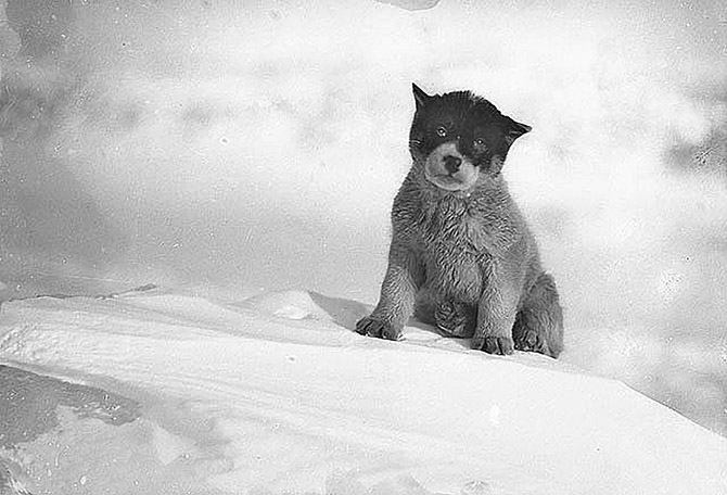 Самые впечатляющие фотографии Антарктиды начала 20 века Самые впечатляющие фотографии Антарктиды начала 20 века