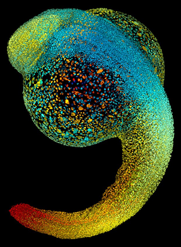 Лучшие фотографии с конкурса Nikon Small World Лучшие фотографии с конкурса Nikon Small World