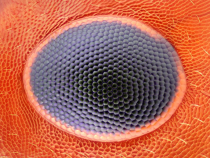 Лучшие фотографии с конкурса Nikon Small World Лучшие фотографии с конкурса Nikon Small World