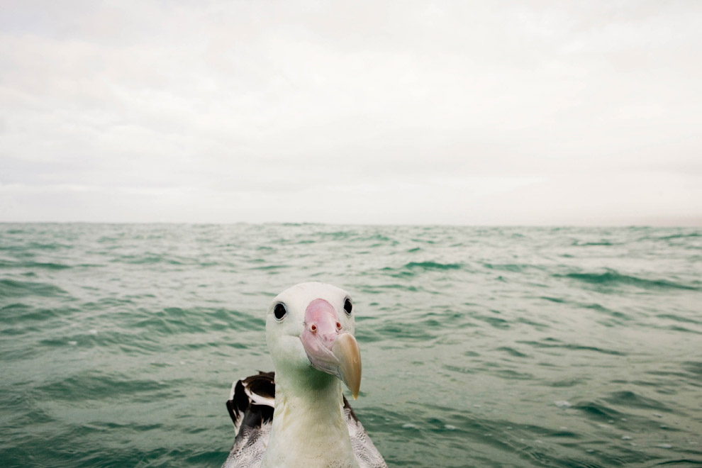 Необычный конкурс Comedy Wildlife Photography Awards 2015 Необычный конкурс Comedy Wildlife Photography Awards 2015