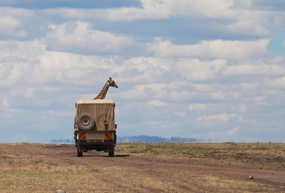 Необычный конкурс Comedy Wildlife Photography Awards 2015 Необычный конкурс Comedy Wildlife Photography Awards 2015