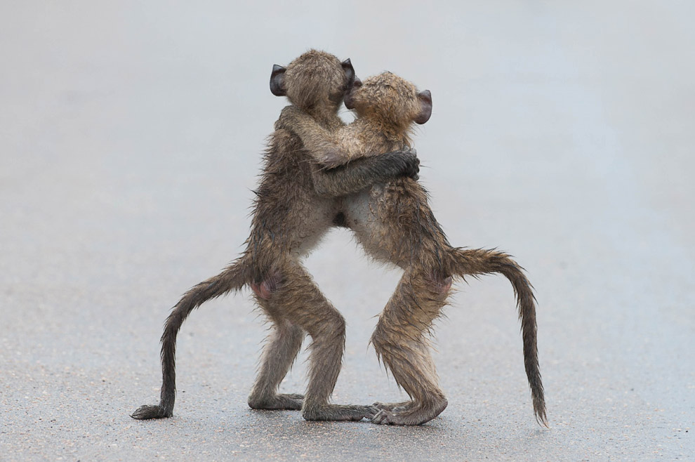 Необычный конкурс Comedy Wildlife Photography Awards 2015 Необычный конкурс Comedy Wildlife Photography Awards 2015