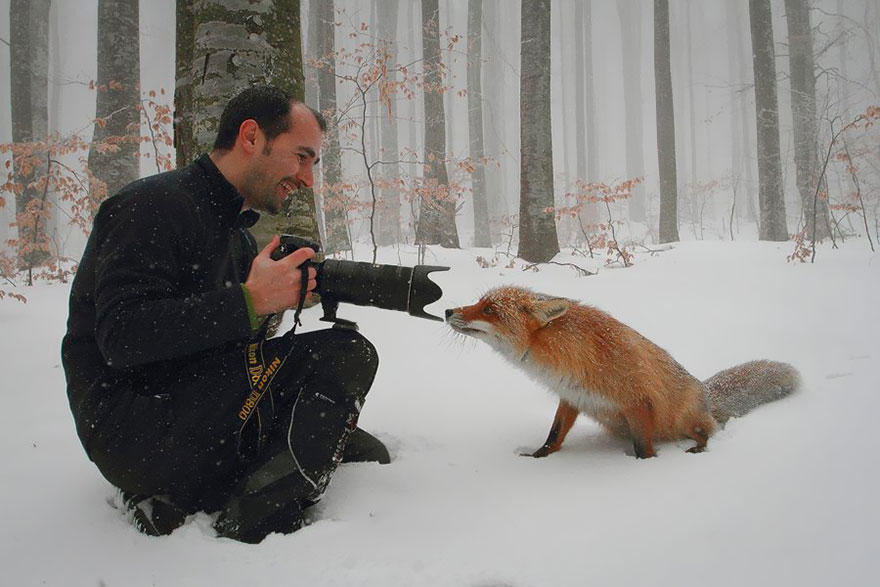 Рыжие пушистики: фотоподпорка очаровательных лис Рыжие пушистики: фотоподпорка очаровательных лис