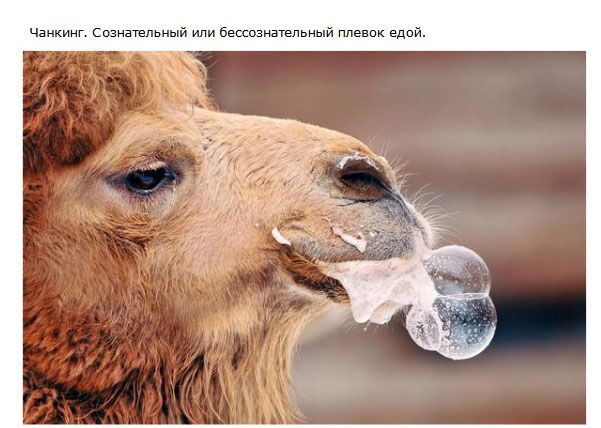 Вещи, о которых вы наверняка не знали