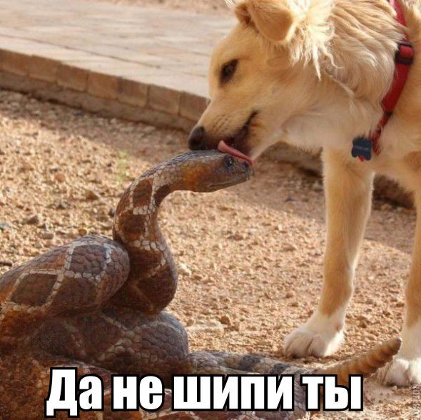 Прикольные картинки (78 фото)
