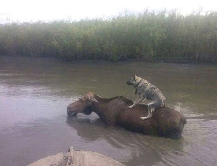 Прикольные картинки
