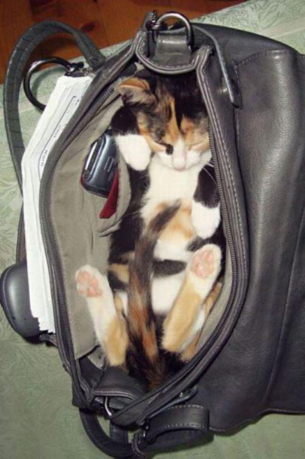 Забавные и симпатичные котики