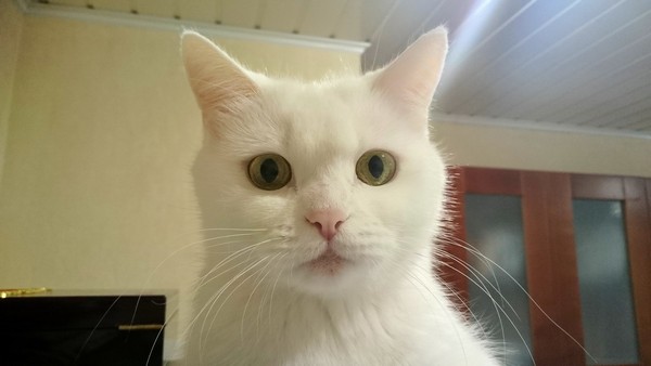Забавные и симпатичные котики