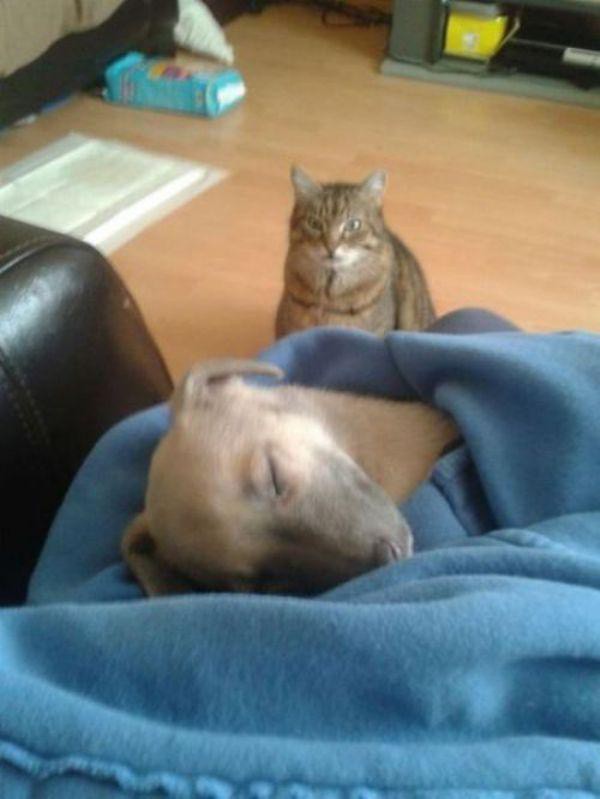 Забавные и симпатичные котики