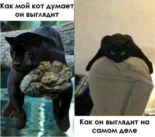 Прикольные картинки (120 фото)