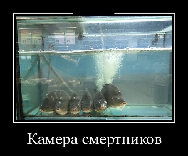 Демотиваторы