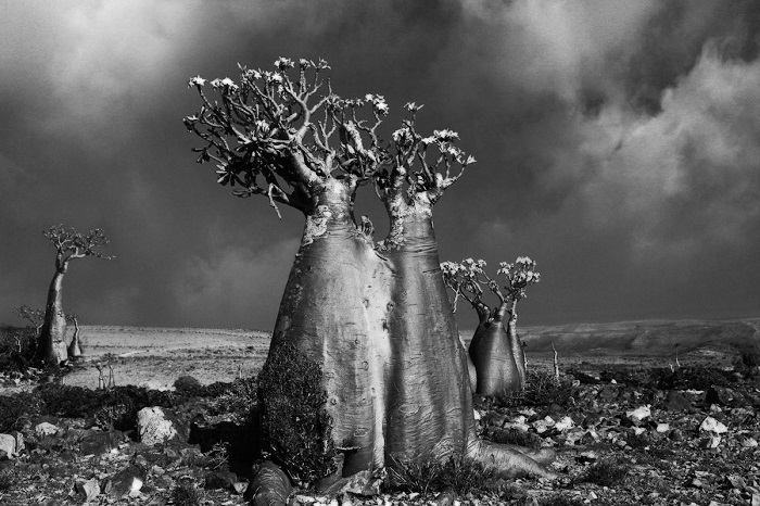 Древние гиганты Земли на снимках фотографа Бет Мун Древние гиганты Земли на снимках фотографа Бет Мун