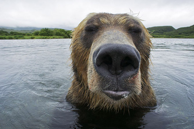 Медведь-рыболов с Камчатки (21 фото) Медведь-рыболов с Камчатки (21 фото)