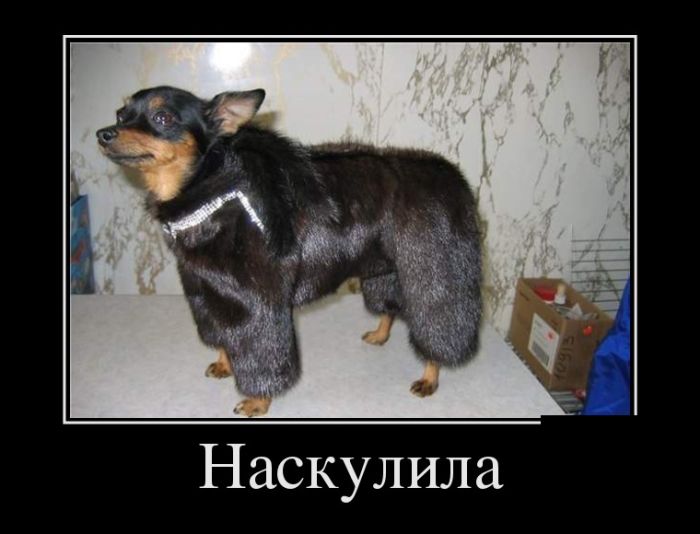 Демотиваторы