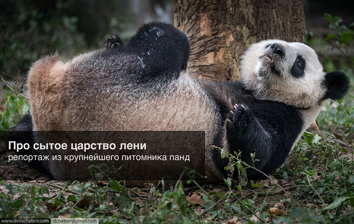 Прогулка по крупнейшему питомнику панд в мире Прогулка по крупнейшему питомнику панд в мире