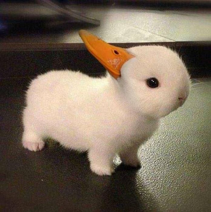 Забавные фотографии, обработанные в фотошопе