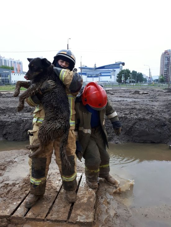 Спасатели высвободили собаку из грязевой ловушки в Санкт-Петербурге