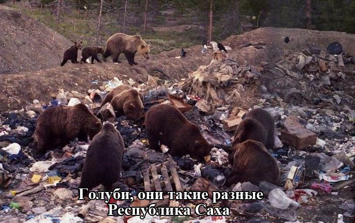 Порция картинок