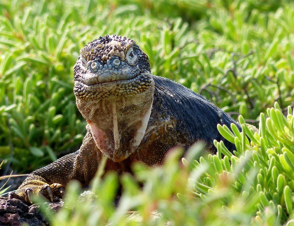 Победители фотоконкурса Galapagos Conservation Trust Photography Competition 2017 Победители фотоконкурса Galapagos Conservation Trust Photography Competition 2017