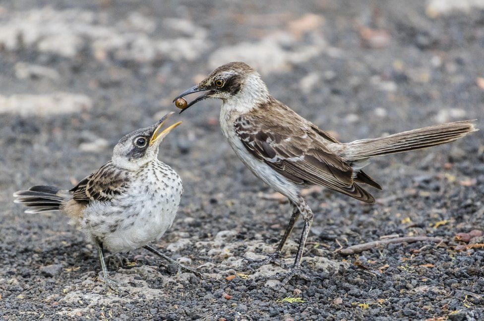 Победители фотоконкурса Galapagos Conservation Trust Photography Competition 2017 Победители фотоконкурса Galapagos Conservation Trust Photography Competition 2017