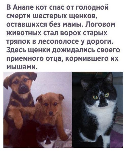 Прикольные картинки