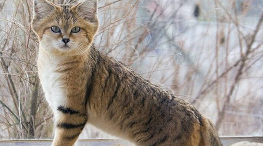 Потрясающие кошки, которые почти исчезли Потрясающие кошки, которые почти исчезли
