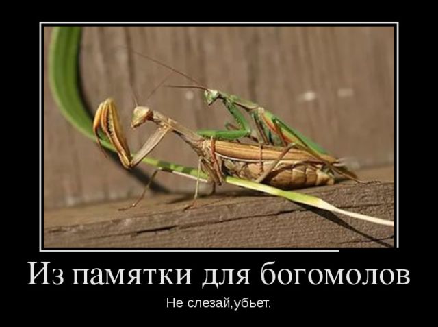 Демотиваторы