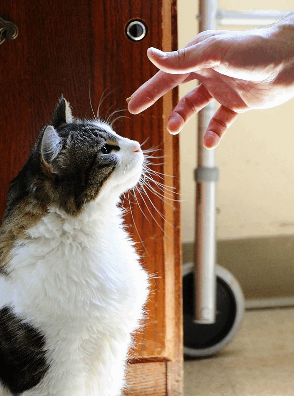 Кот, предсказывающий смерть Кот, предсказывающий смерть