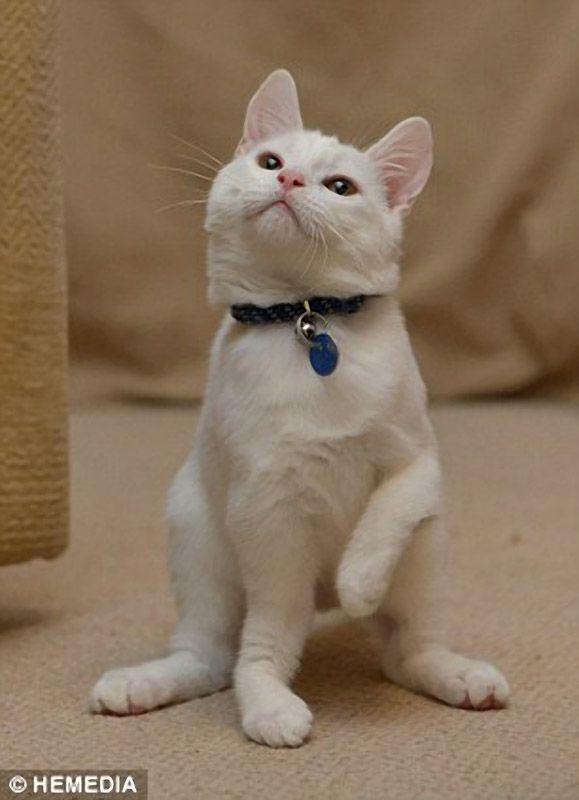 Котик-инвалид который ходит на локтях Котик-инвалид который ходит на локтях