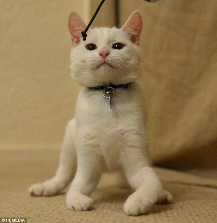Котик-инвалид который ходит на локтях Котик-инвалид который ходит на локтях