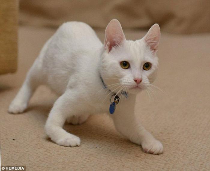 Котик-инвалид который ходит на локтях Котик-инвалид который ходит на локтях
