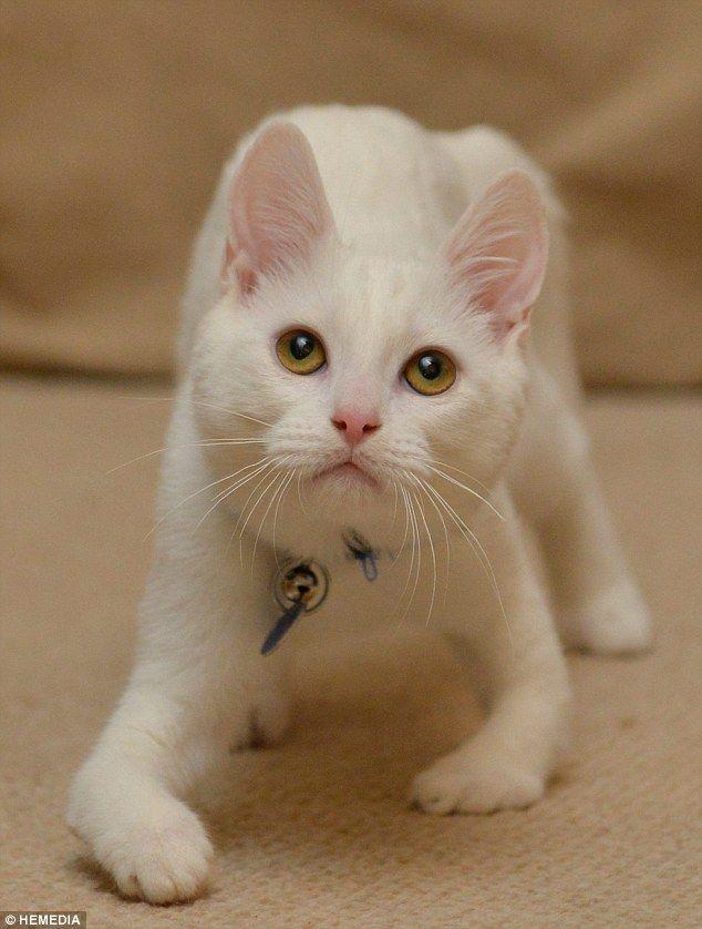 Котик-инвалид который ходит на локтях Котик-инвалид который ходит на локтях