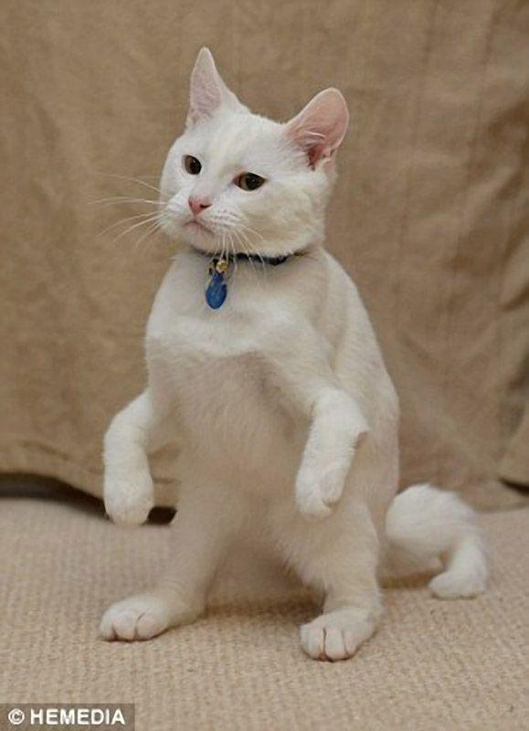 Котик-инвалид который ходит на локтях Котик-инвалид который ходит на локтях