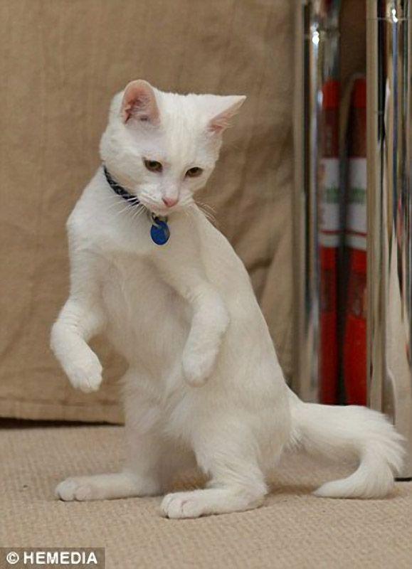 Котик-инвалид который ходит на локтях Котик-инвалид который ходит на локтях