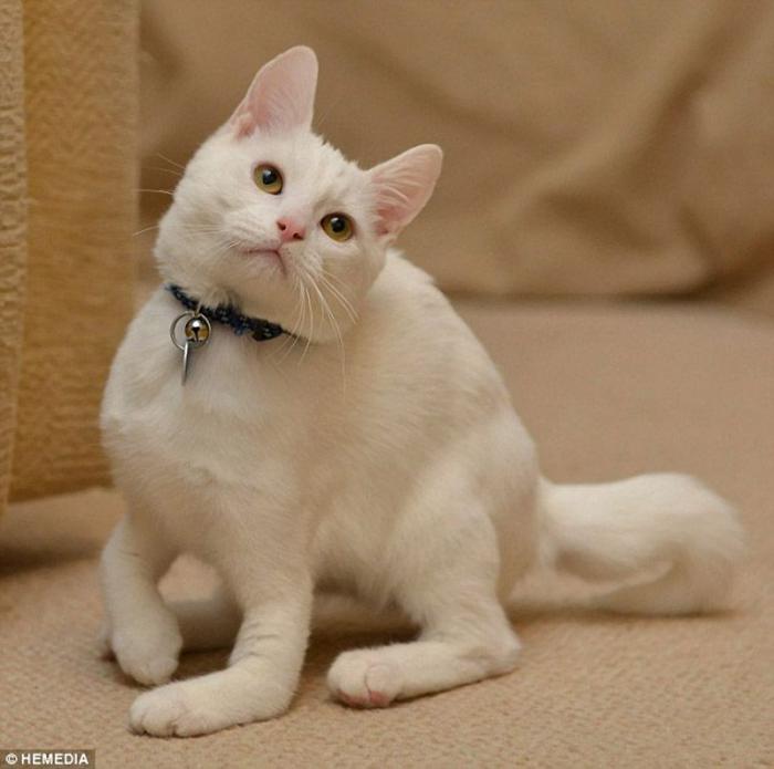 Котик-инвалид который ходит на локтях Котик-инвалид который ходит на локтях