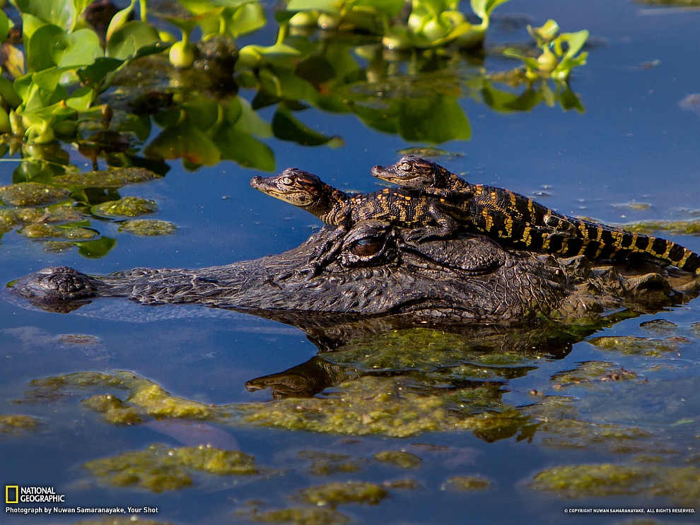 National Geographic: лучшие фотографии февраля National Geographic: лучшие фотографии февраля