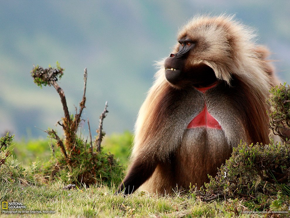 National Geographic: лучшие фотографии февраля National Geographic: лучшие фотографии февраля