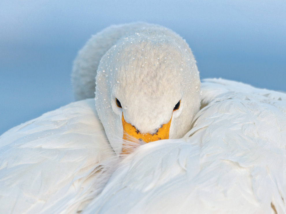 National Geographic: лучшие фотографии февраля National Geographic: лучшие фотографии февраля