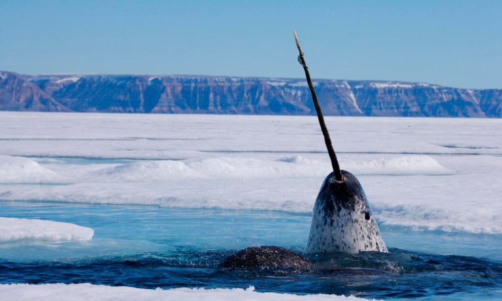 Самые редкие морские млекопитающие Самые редкие морские млекопитающие