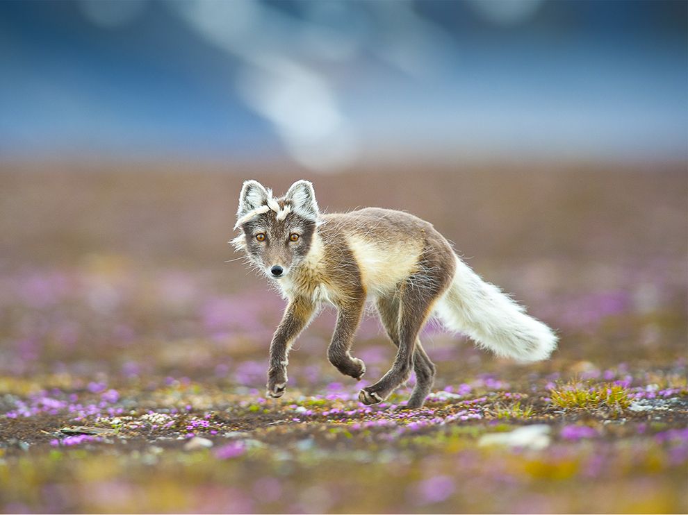 National Geographic: лучшие фотографии марта National Geographic: лучшие фотографии марта
