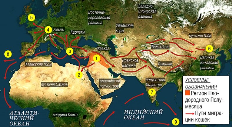 Как кошки захватили мир (6 фото) Как кошки захватили мир (6 фото)