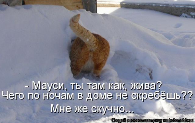 Лучшие котоматрицы недели