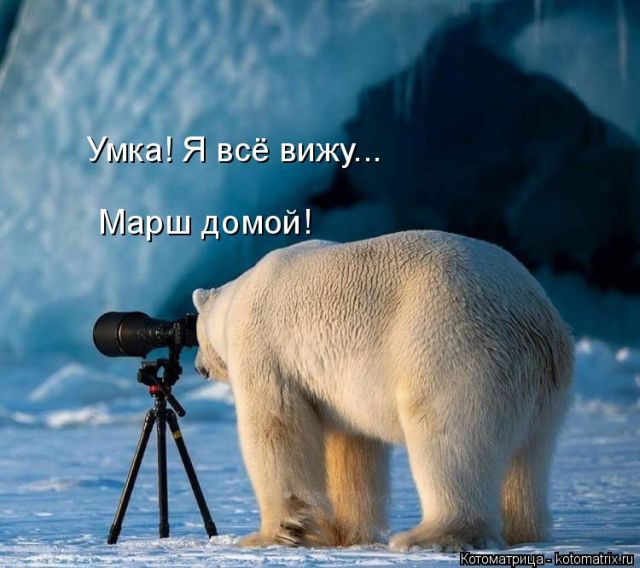 Лучшие котоматрицы недели