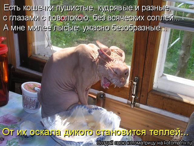 Лучшие котоматрицы недели