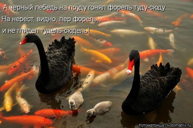 Лучшие котоматрицы недели